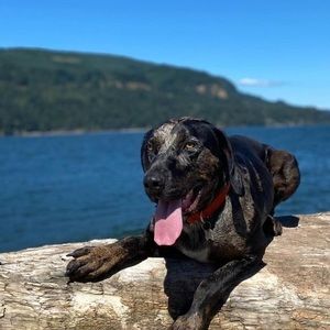 Meet your Posher, Carson